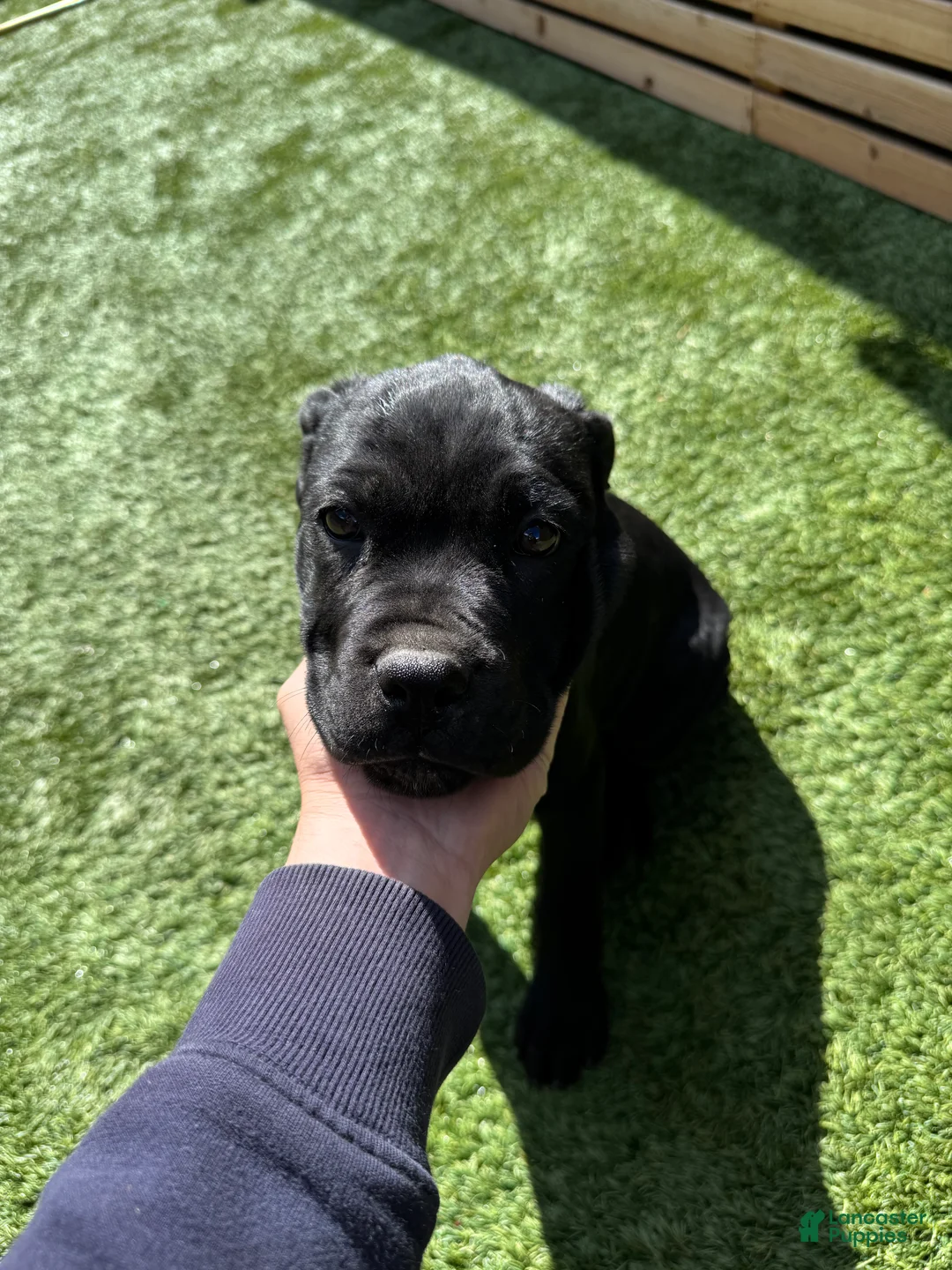 Cane Corso dogs for sale: Cane Corso Puppy 3 - Ad 4