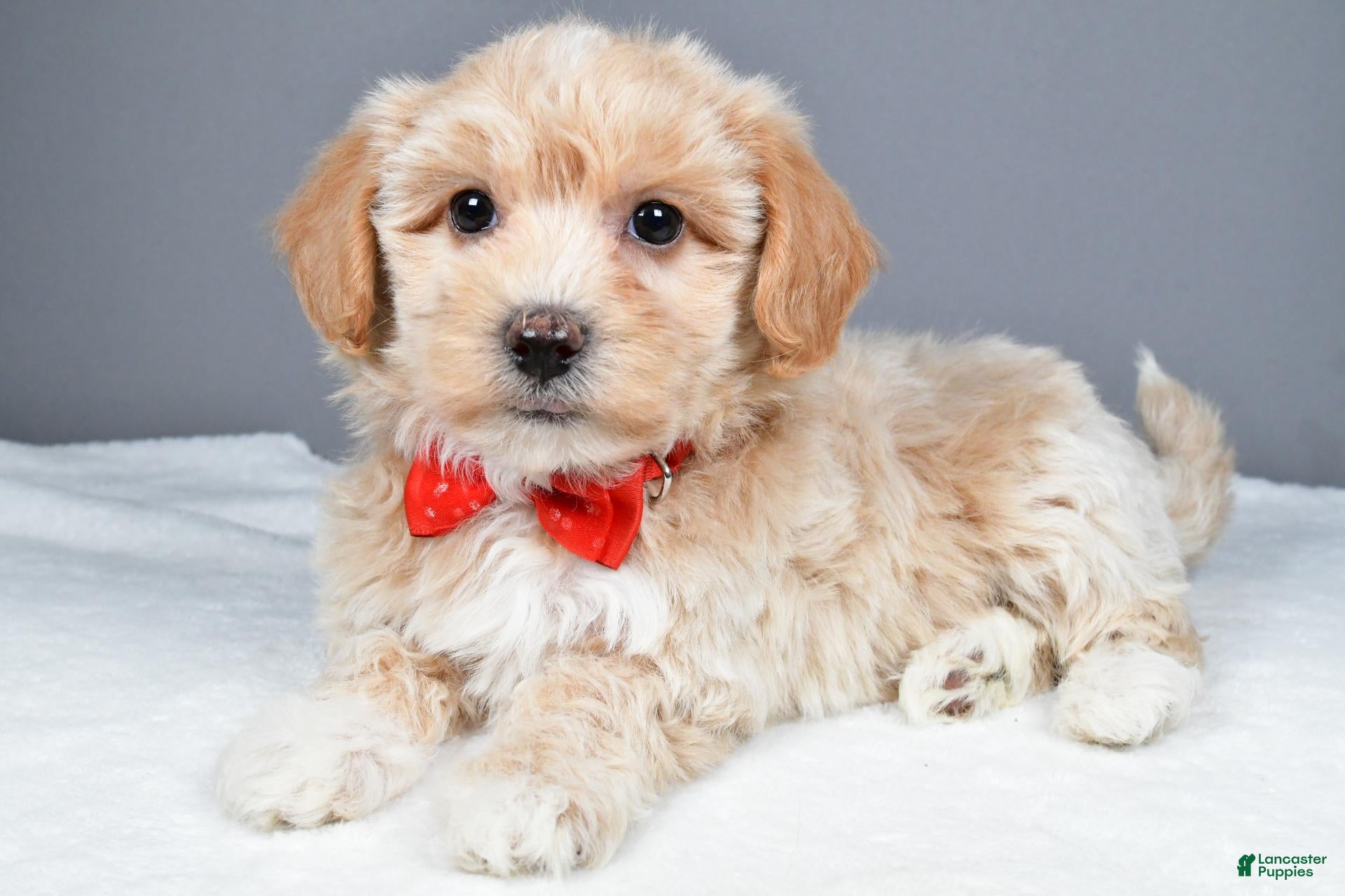 Maltipoo dogs Montey - Ad 1
