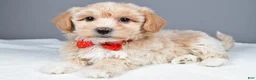 Maltipoo dogs for sale: Montey - Ad 1