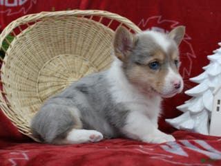 Welsh Corgi Pembroke dogs Bruno - Ad 37