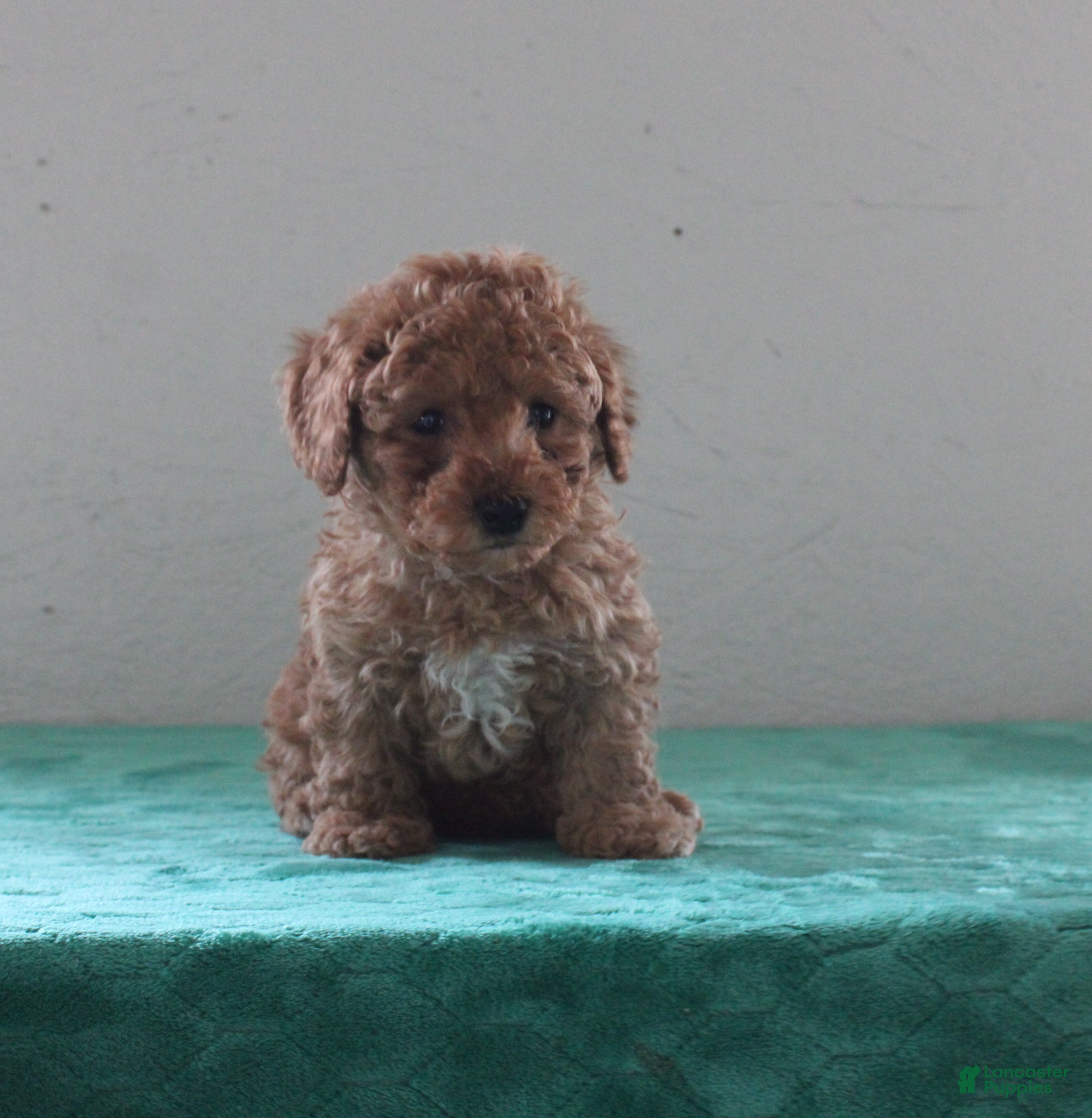 Miniature Poodle dogs Logan - Ad 42