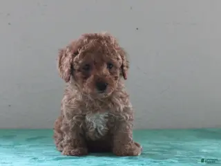 Miniature Poodle dogs Logan - Ad 42