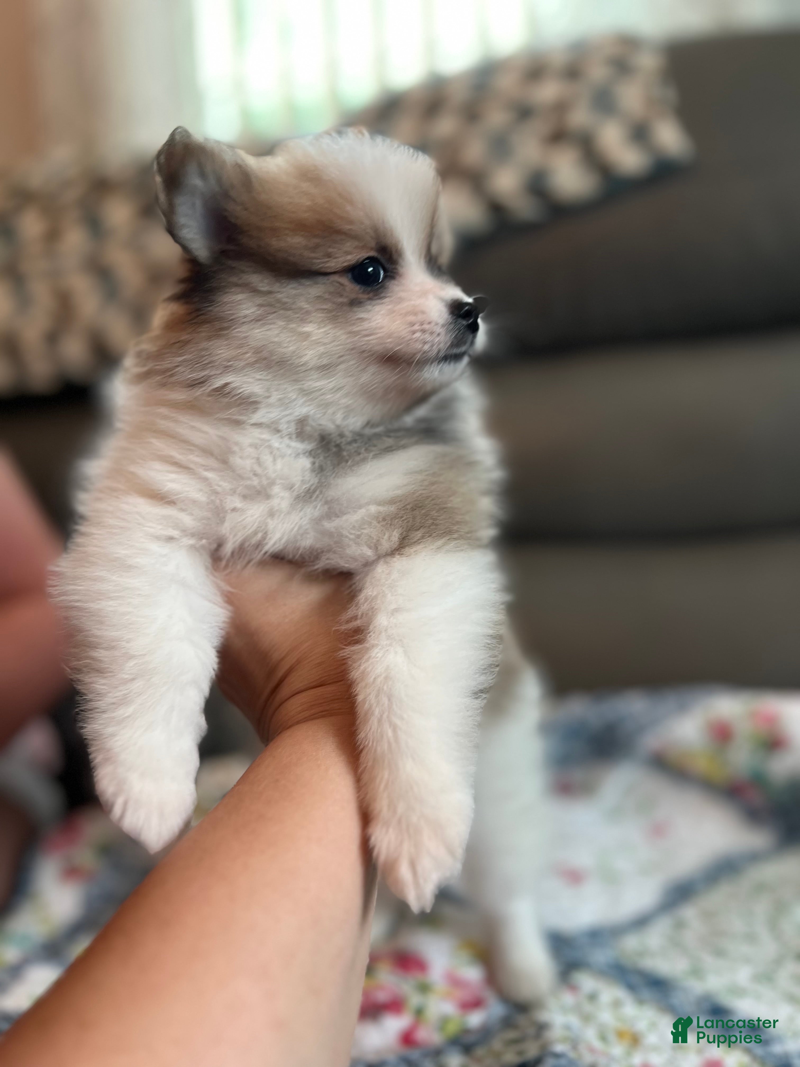 Pomeranian dogs Milo - Ad 2