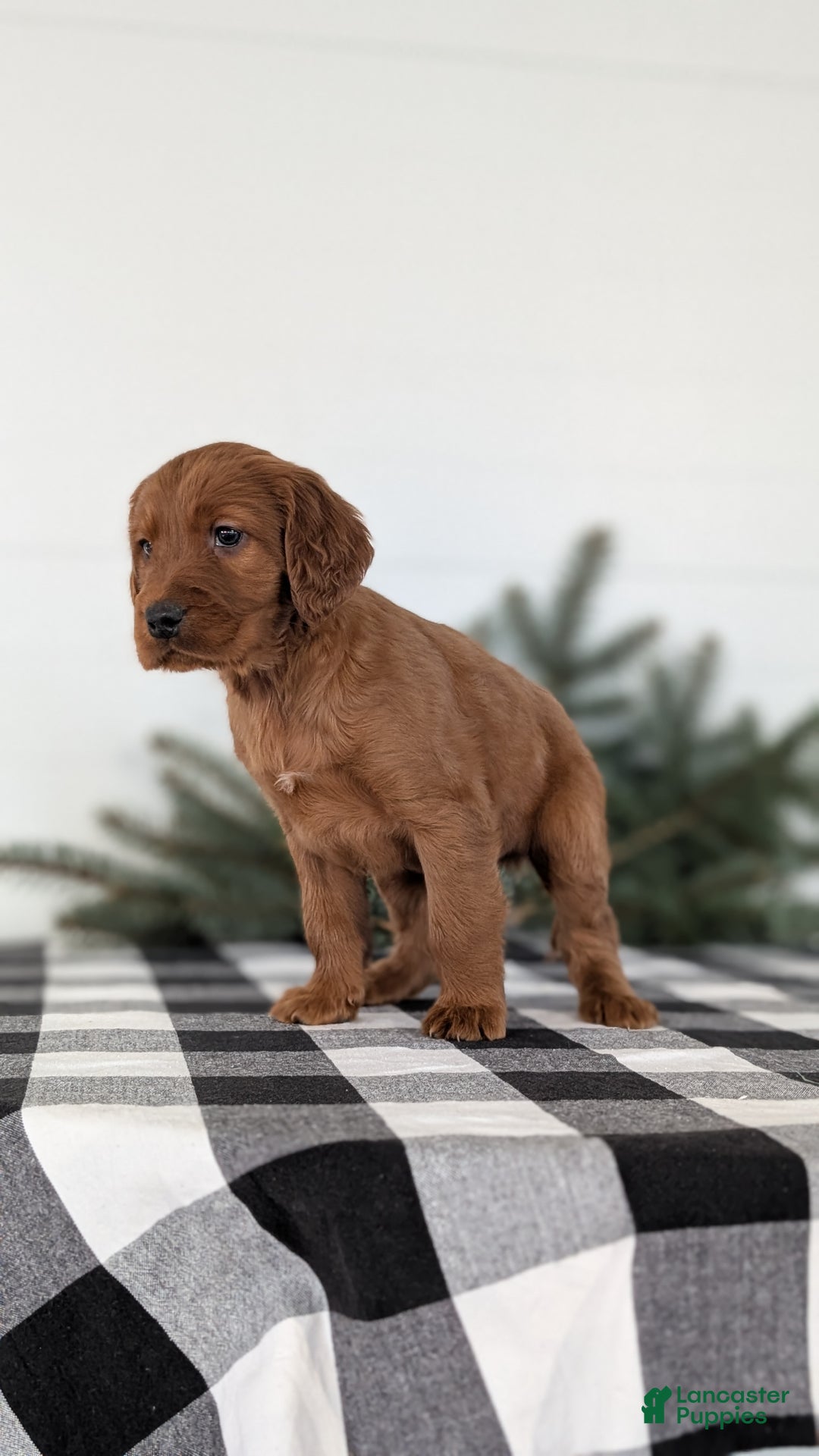 Irish Setter dogs for sale: Echo - Ad 4