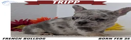 French Bulldog dogs for sale: Tripp - Ad 1