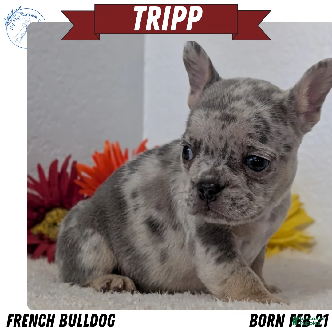 French Bulldog dogs for sale: Tripp - Ad 1