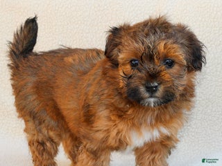 Havapoo dogs - Ad 41