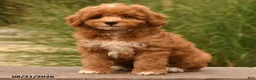 Cockapoo dogs for sale: Oran - Ad 4