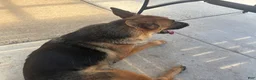 German Shepherd dogs for sale: Jemma  - Ad 2
