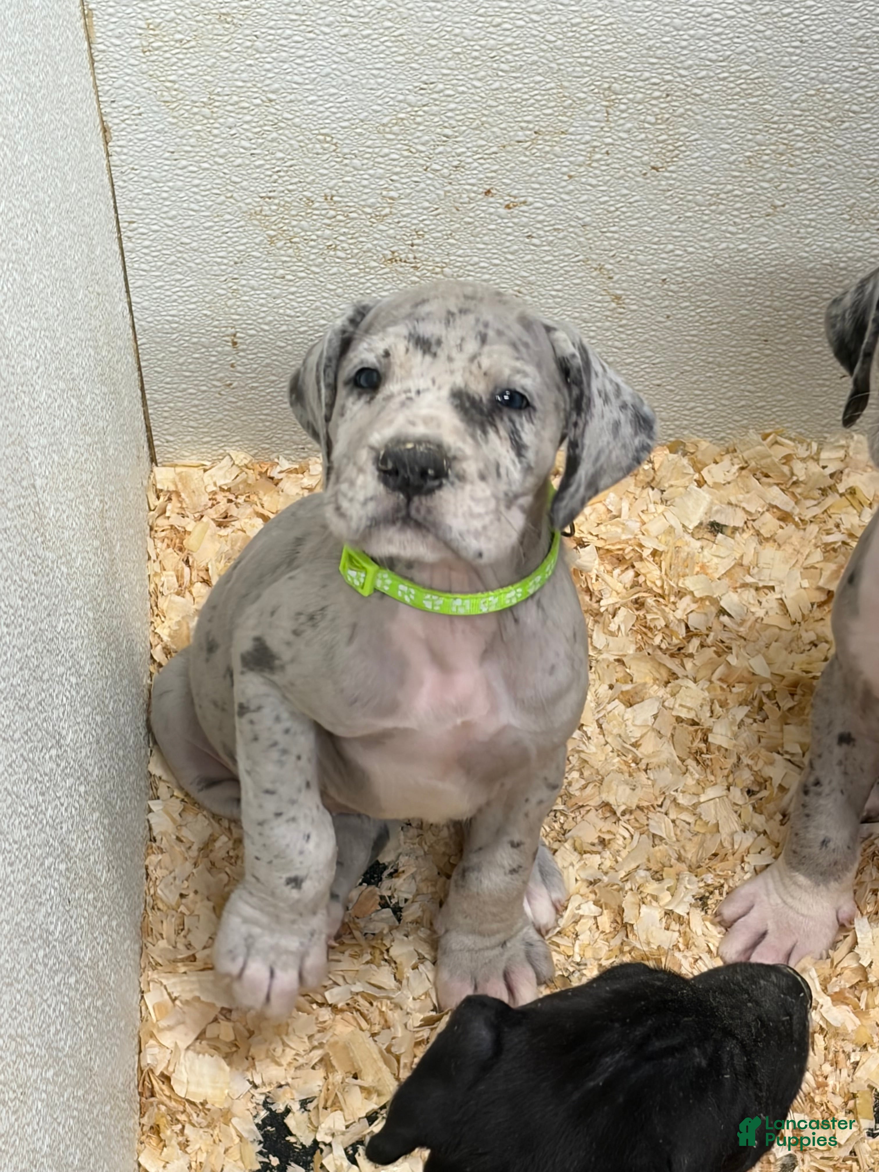 Great Dane dogs Savannah - Ad 1