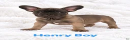 French Bulldog dogs for sale: French Bulldog Puppy Male Ready to Go AKC!!  - Ad 2