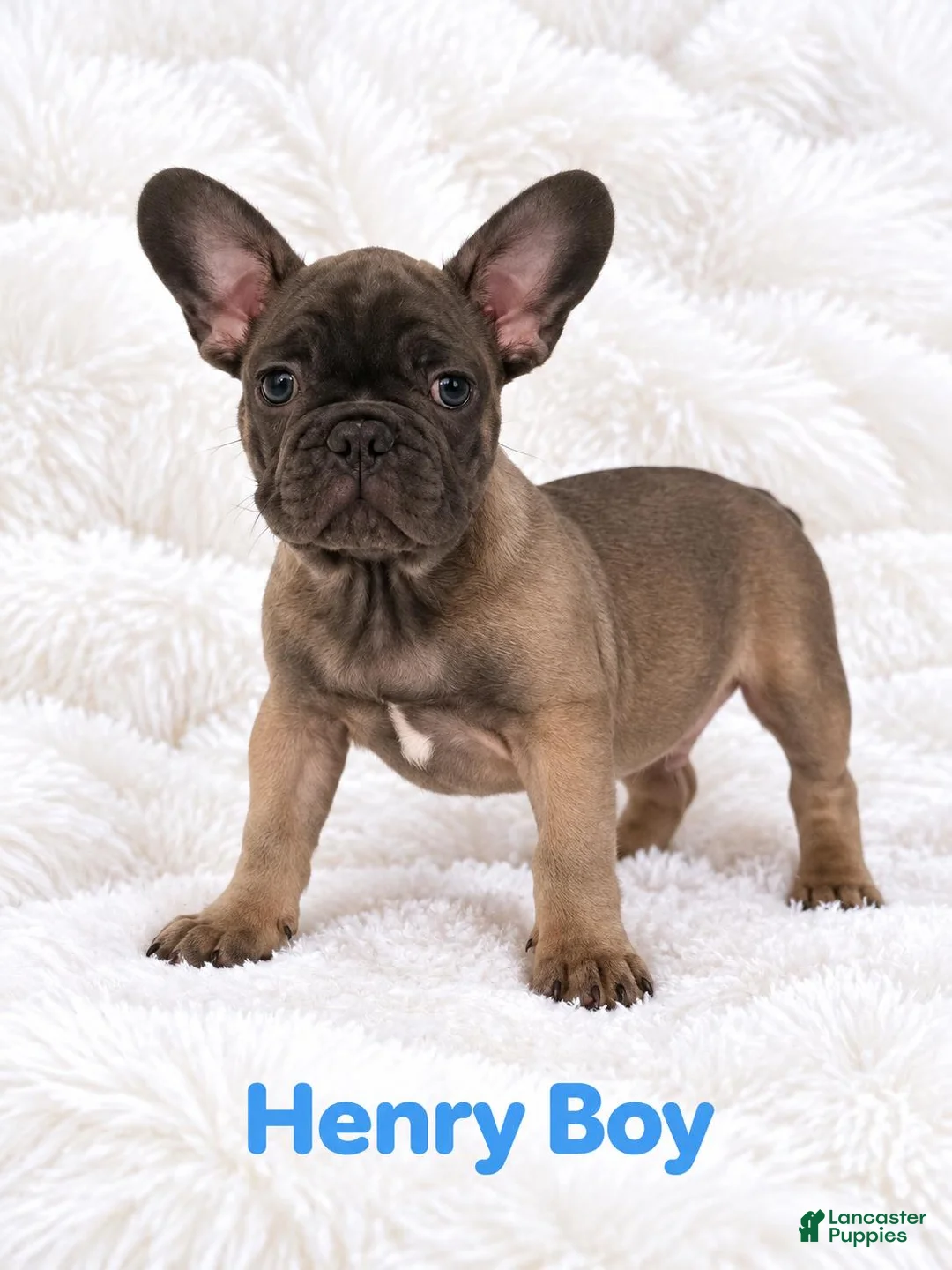 French Bulldog dogs for sale: French Bulldog Puppy Male Ready to Go AKC!!  - Ad 2