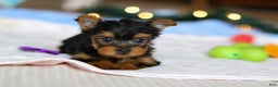 Yorkshire Terrier dogs for sale: Jewel - Ad 3