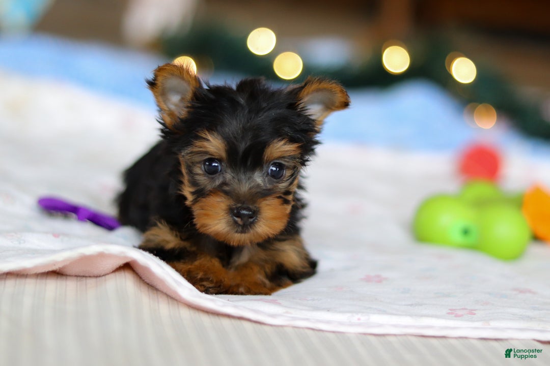 Yorkshire Terrier dogs for sale: Jewel - Ad 3