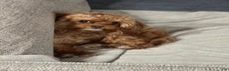 Mixed Breed dogs for sale: Mixed Breed Puppy 1 - Ad 7