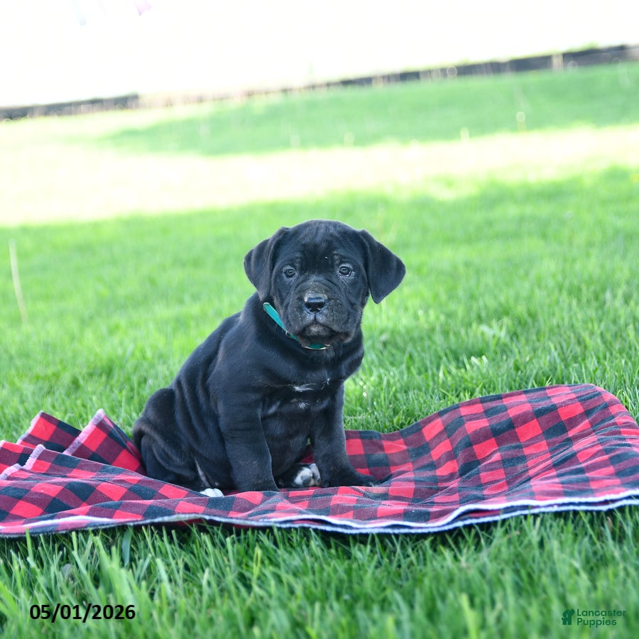 Cane Corso dogs for sale: Ida - Ad 4
