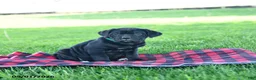 Cane Corso dogs for sale: Ida - Ad 1