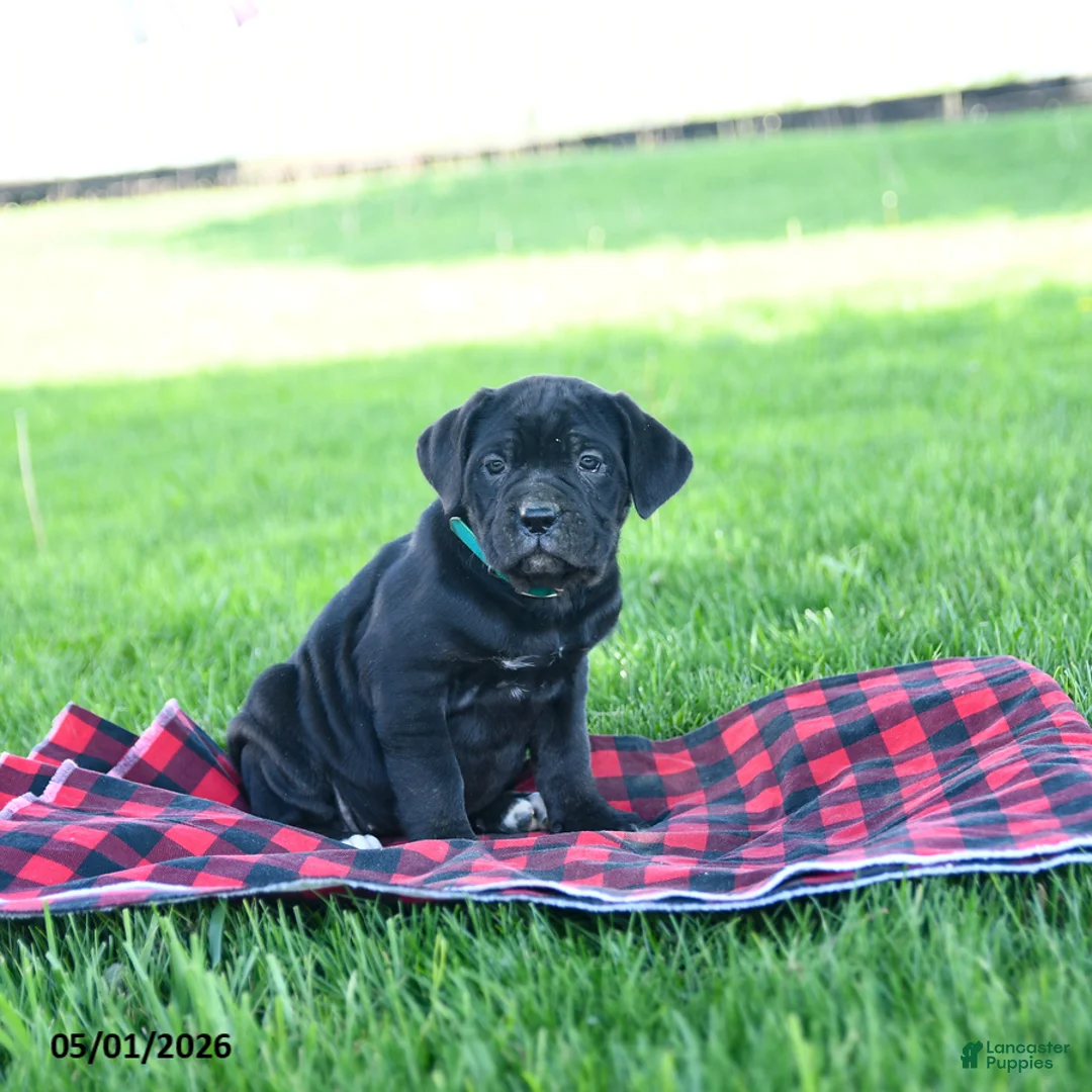 Cane Corso dogs for sale: Ida - Ad 1