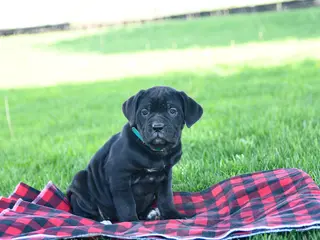 Cane Corso dogs for sale: Ida - Ad 4