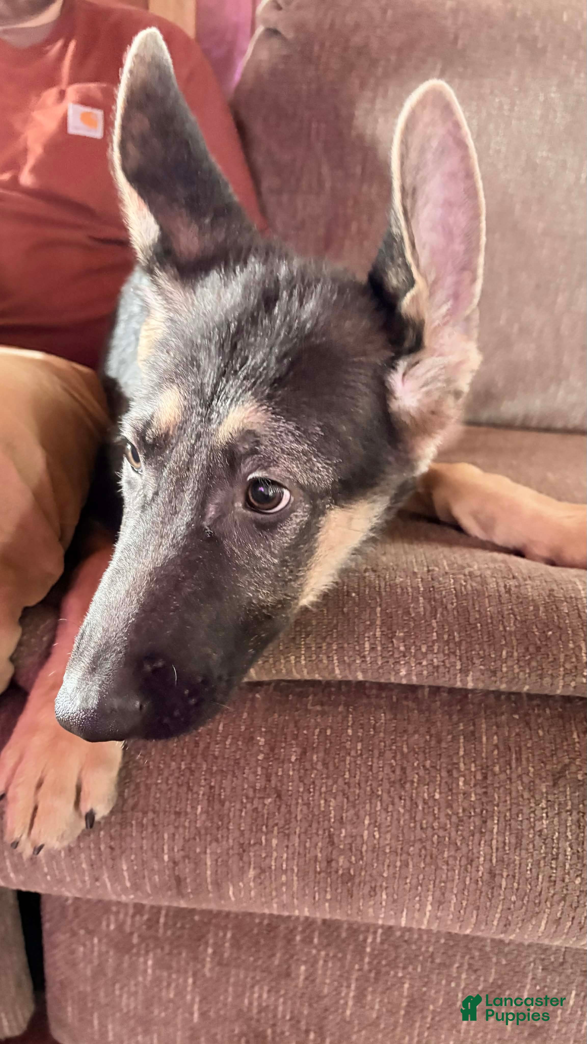 German Shepherd dogs Nala - Ad 41