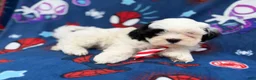Shih Tzu dogs for sale: Sullivan  - Ad 7