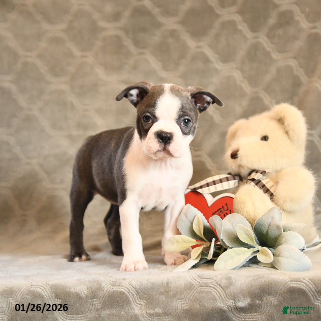 Boston Terrier dogs for sale: Heidi - Ad 2