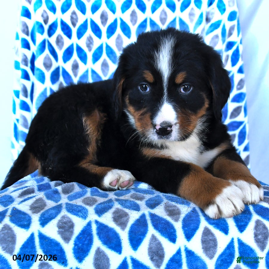 Bernese Mountain Dog dogs Jojo - Ad 2