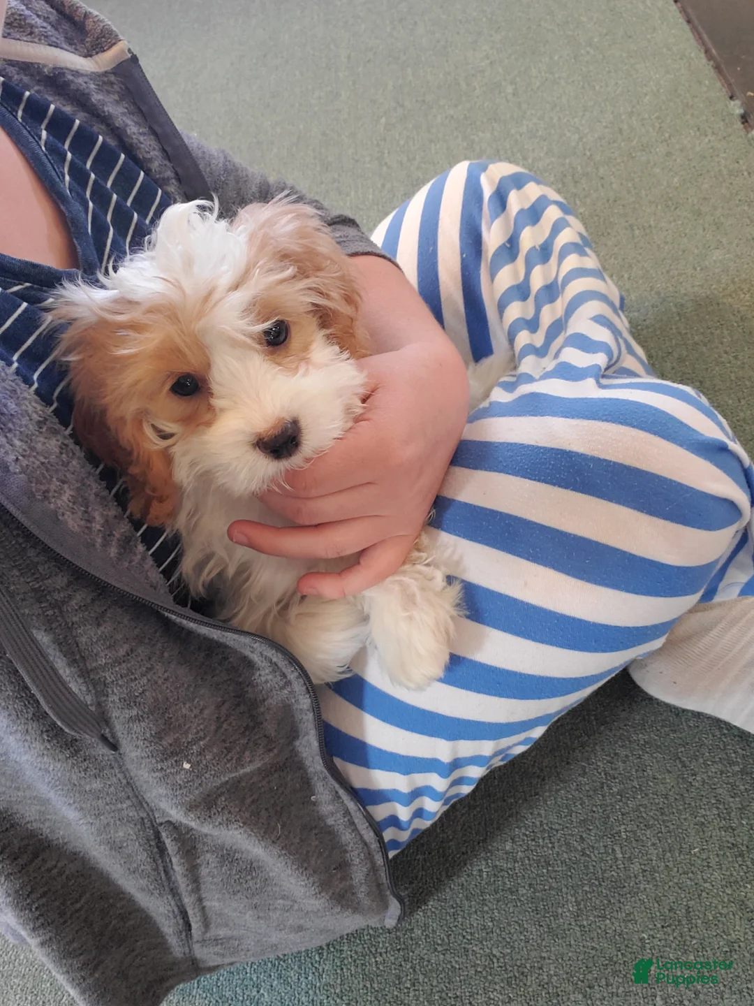 Cavapoo dogs for sale: Cloud - Ad 6
