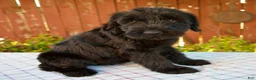 Giant Schnauzer dogs for sale: Olivia - Ad 4