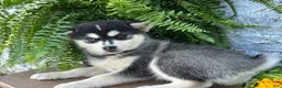 Pomsky dogs for sale: Lexi - Ad 3