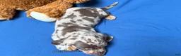 Miniature Dachshund dogs for sale: Chocolate dapple smooth coat male AKC - Ad 7