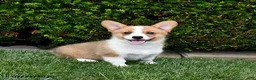 Welsh Corgi Pembroke dogs for sale: Penny - Ad 1