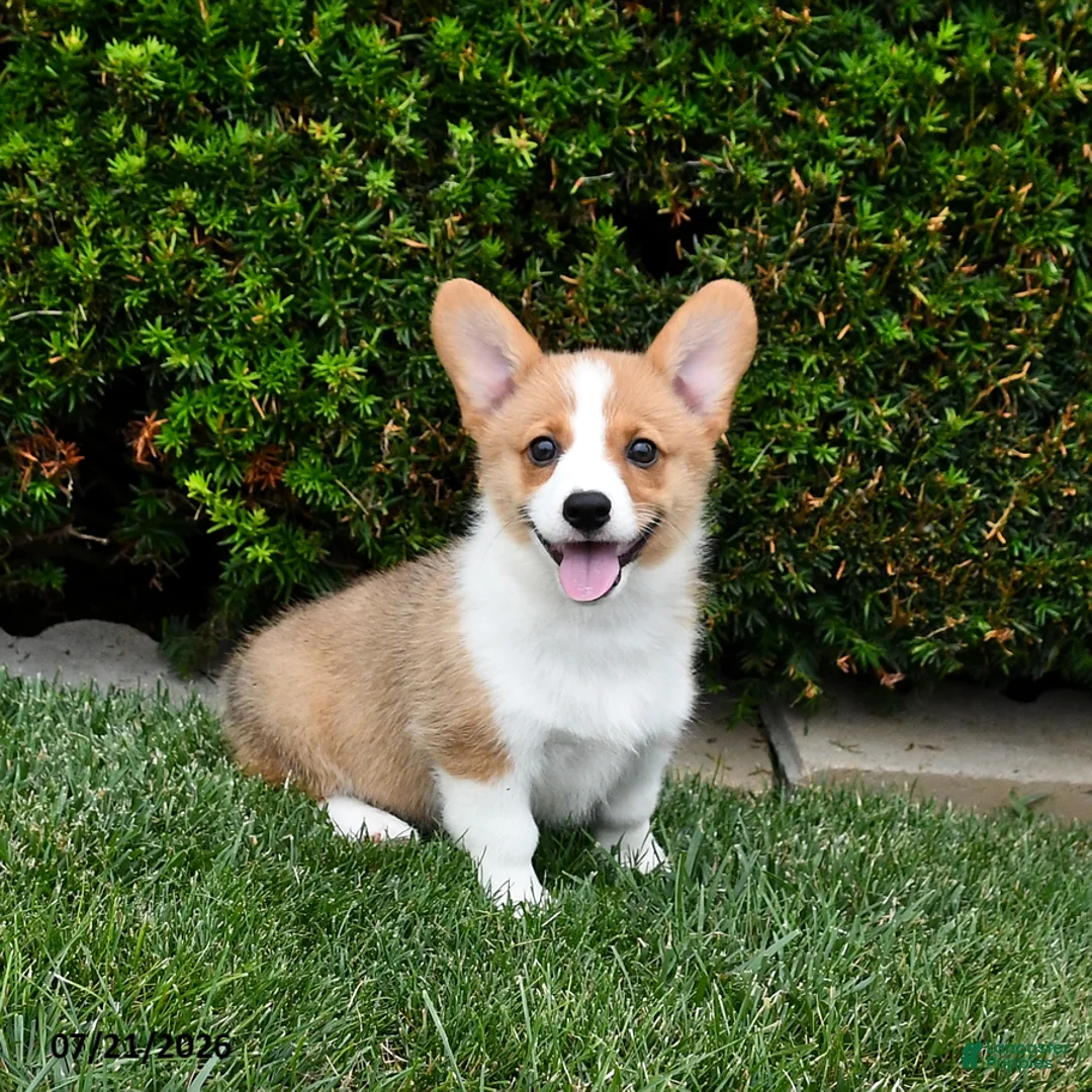 Welsh Corgi Pembroke dogs for sale: Penny - Ad 1