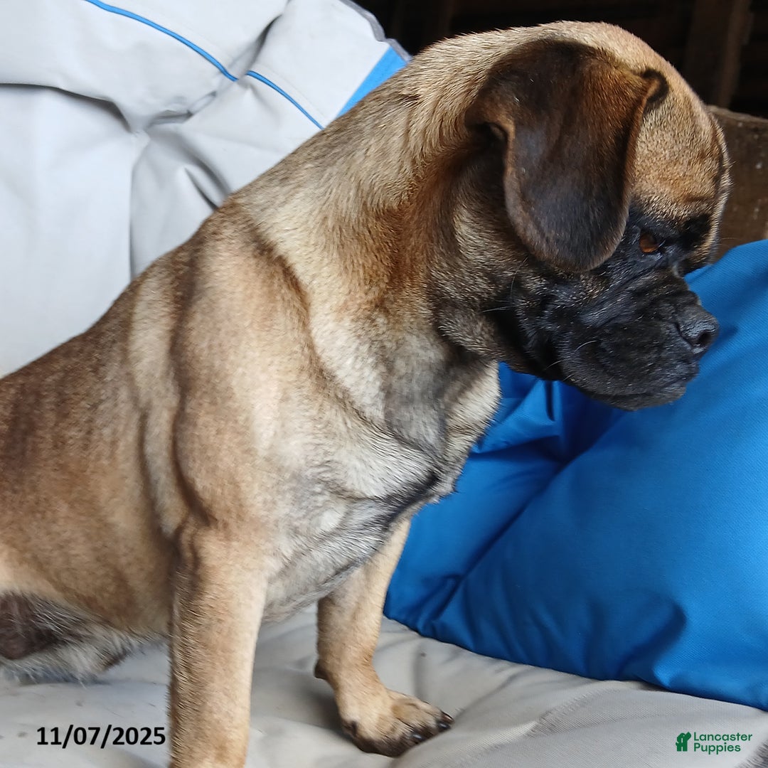 Puggle dogs for sale: Cody - Ad 4