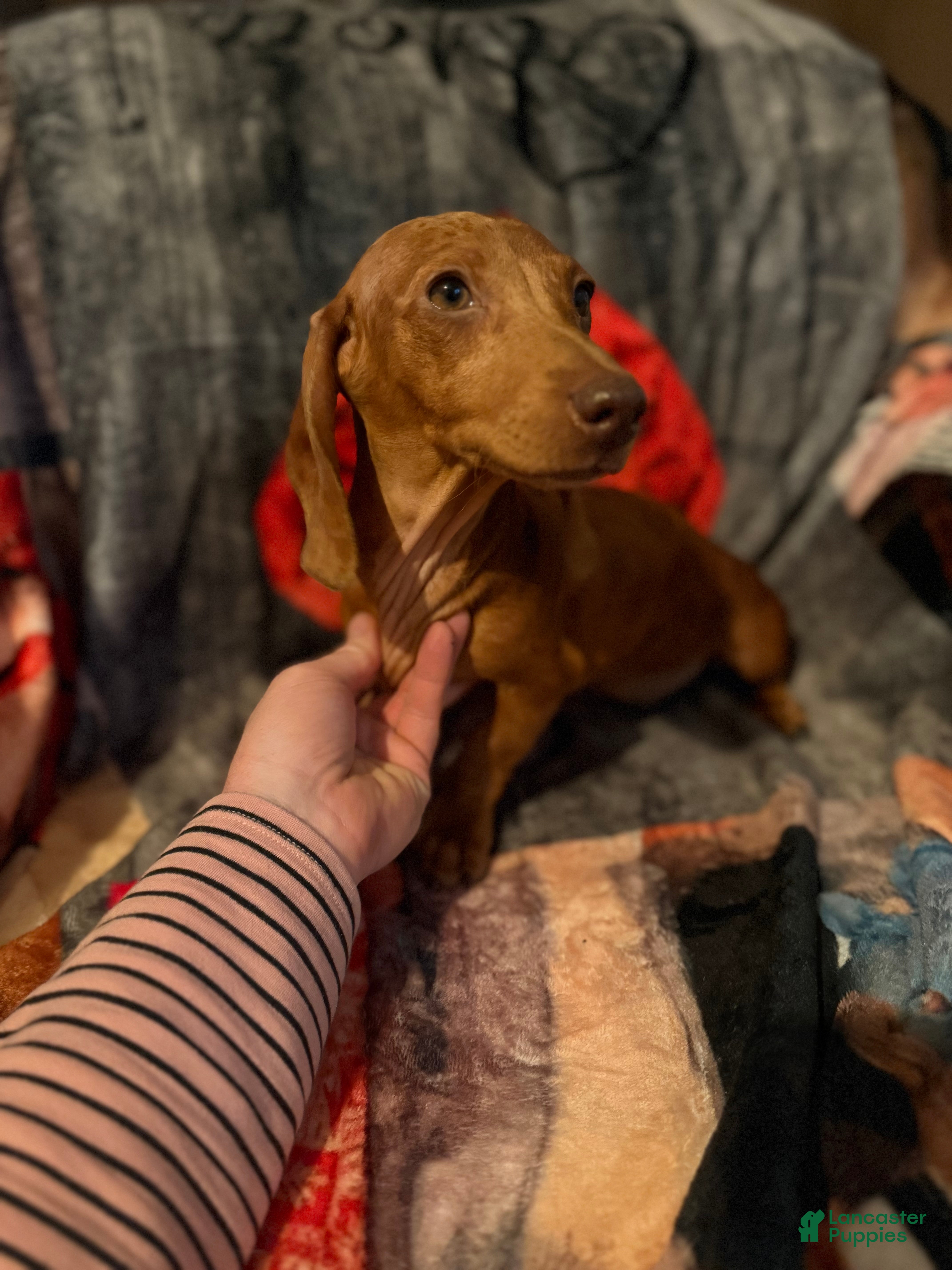Miniature Dachshund dogs Miniature Dachshund 1 - Ad 4