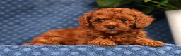 Cavapoo dogs for sale: Samantha - Ad 1