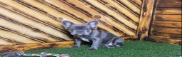 French Bulldog dogs for sale: Caste - Ad 4