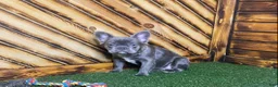 French Bulldog dogs for sale: Caste - Ad 4