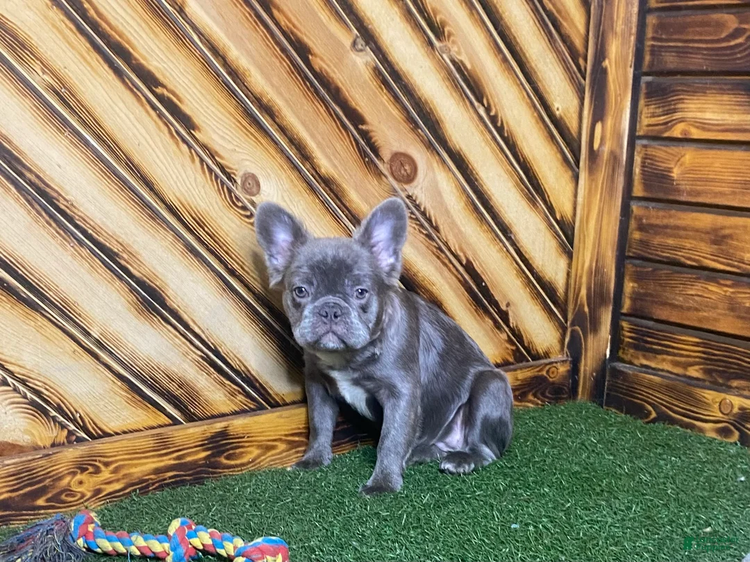 French Bulldog dogs for sale: Caste - Ad 4