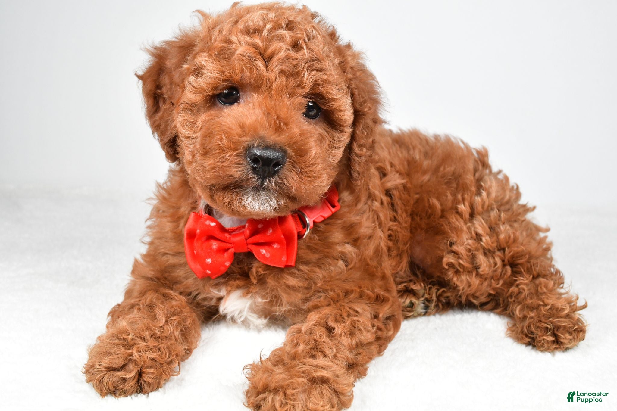 Miniature Poodle dogs Atlas - Ad 1