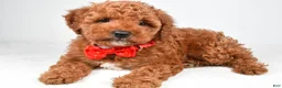 Miniature Poodle dogs for sale: Atlas - Ad 1