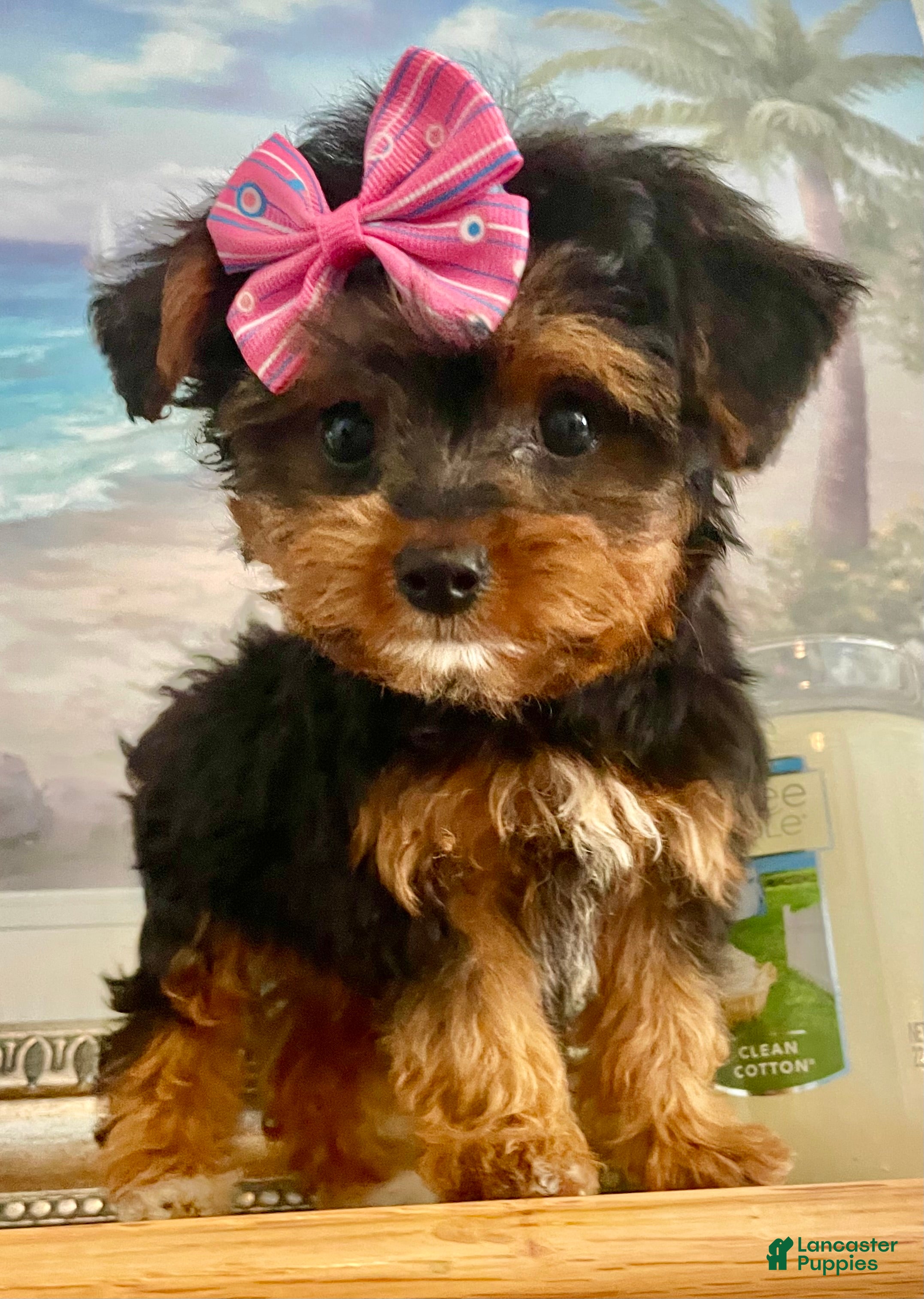 Morkie dogs Teacup Tia - Ad 2
