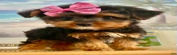Morkie dogs for sale: Teacup Tia - Ad 2