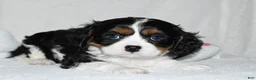 Cavalier King Charles Spaniel dogs for sale: Ugo  - Ad 3