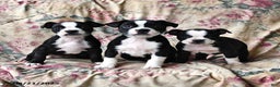 Boston Terrier dogs for sale: Hazel - Ad 14