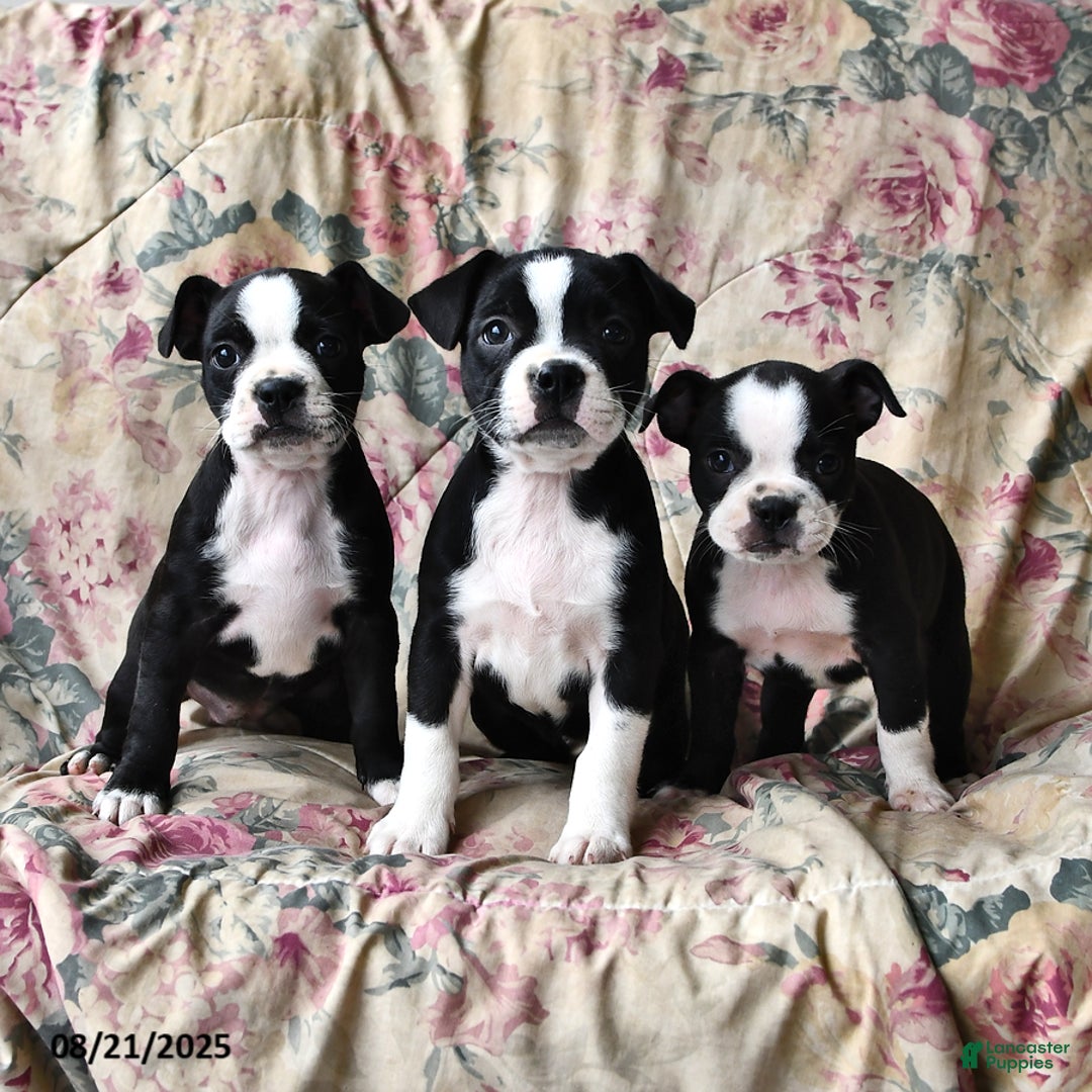 Boston Terrier dogs for sale: Hazel - Ad 14