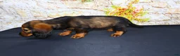 Miniature Dachshund dogs for sale: Wendy - Ad 6