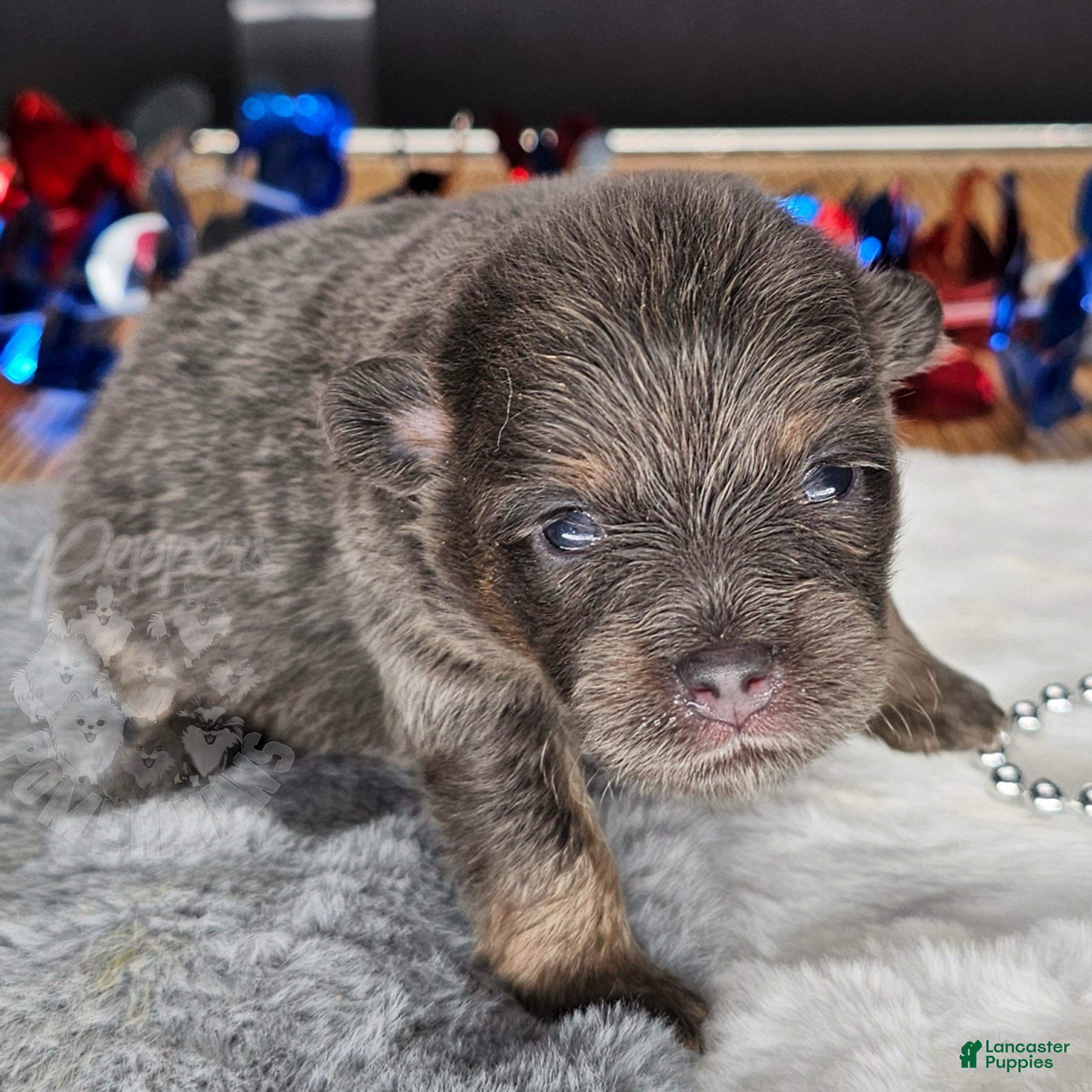 Pomeranian dogs Pepper's Billie Jean - "Billie" - Ad 1