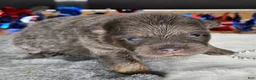 Pomeranian dogs for sale: Pepper's Billie Jean - "Billie" - Ad 1