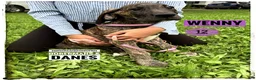 Great Dane dogs for sale: Wenny - Ad 19